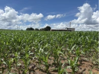 4099 hectares · Novo São Joaquim, MT