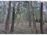 Chácara - 44.684,00m² - Picada Flor