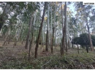 Miniatura 2 de Chácara  - 44.684,00m² - Picada Flor 