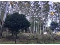 Miniatura 5 de Chácara  - 44.684,00m² - Picada Flor 
