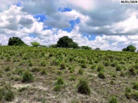Miniatura 2 de Sítio c/ área de 14,2 hectares - Nova Cruz/RN