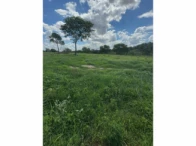 Miniatura 44 de Fazenda c/ 340,18 hectares - Bom Jardim de Goiás/GO