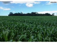 Chácara com 4,84 hectares - Itumbiara/GO