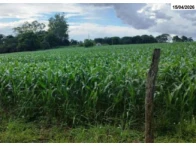 Imagem 5