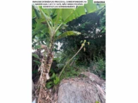 Miniatura 8 de Chácara- 12.703,85m² - Travessa Pelicano - Praia de Antenor