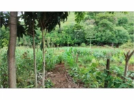 Miniatura 3 de Imóvel com 2,9 hectares - Santa Izabel do Oeste/P