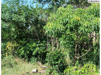 Terreno