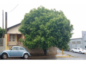 Nua Propriedade - Terreno - Edificações - Osvaldo Cruz/SP