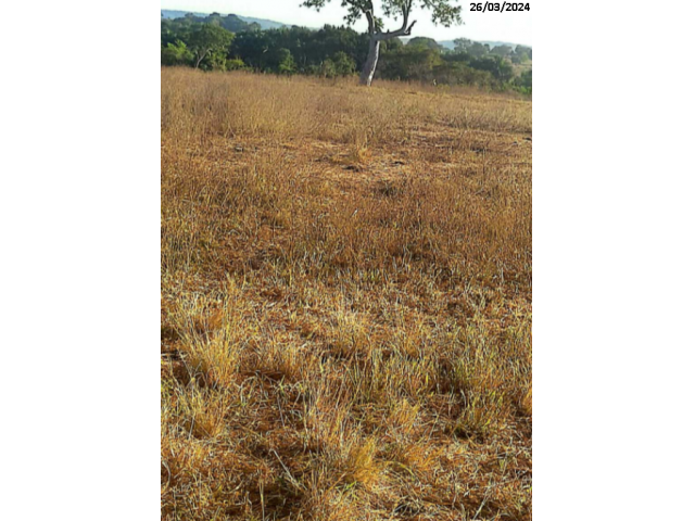 Fazenda Tarumã c/ 304,92 hectares - Bom Jardim de Goiás/GO