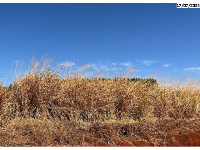 Foto Capa: LEILÃO DA JUSTIÇA ESTADUAL DE PETROLINA DE GOIÁS/GO -  VARA CÍVEL