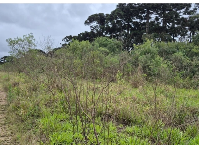 Terreno no Colônia Afonso Pena (foto 15 de 31)