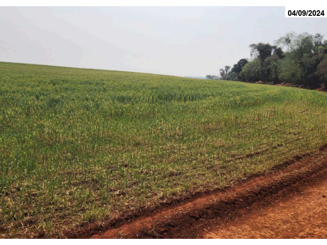 Sítio c/ 32,71 ha - Roncador/PR