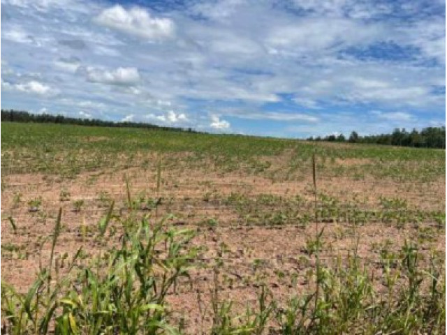 Grande fazenda c/ 242 hectares - Ipameri/GO