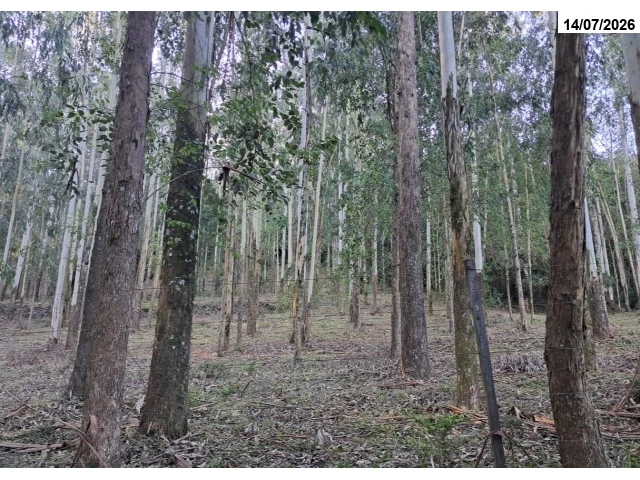 Chácara  - 44.684,00m² - Picada Flor 