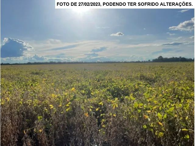 Gleba no Setor São Miguel (foto 11 de 13)