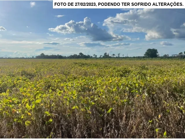 Gleba no Setor São Miguel (foto 12 de 13)