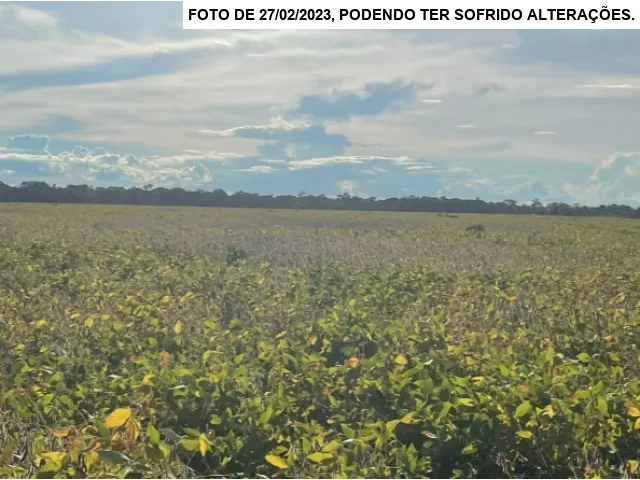 Gleba no Setor São Miguel (foto 13 de 13)