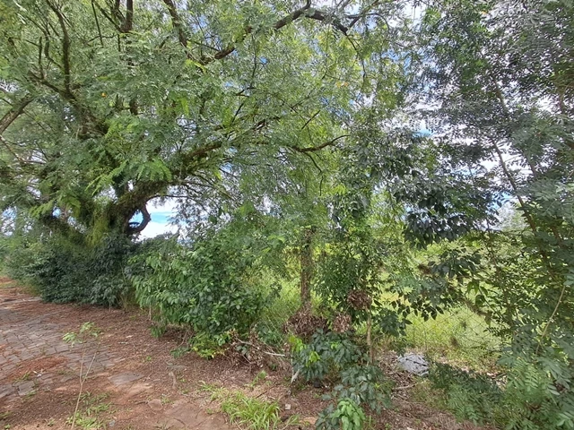 Terreno (foto 4 de 8)