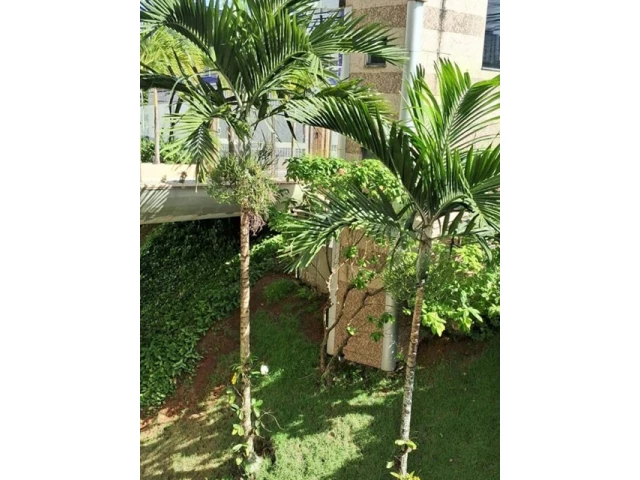 Apartamento com 3 quartos no Canela (foto 11 de 15)