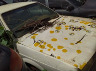 Foto de VW/GOL 1000 - 95/95 - Cordeirópolis/SP
