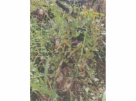 Miniatura 3 de Yamaha/YBR 125K - 2001/2001 - Montalvânia/MG 