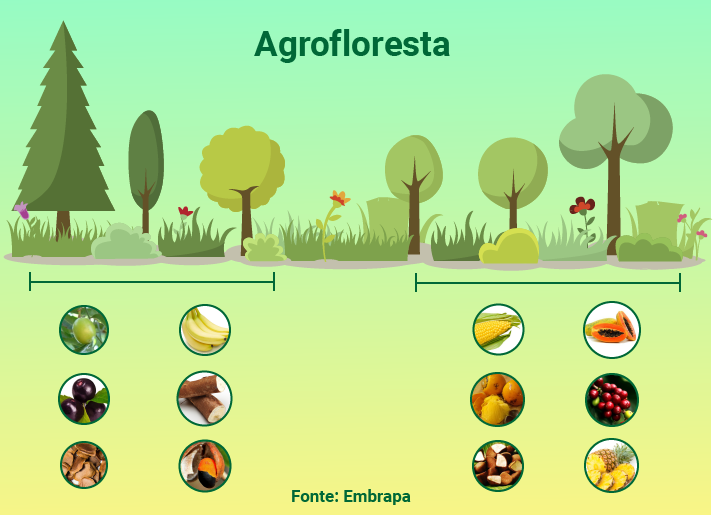 A agrofloresta, segundo a Embrapa, tem como característica marcante a reciclagem mais eficiente dos nutrientes - Arte: Ítalo Novais/Agência do Rádio Mais A agrofloresta, segundo a Embrapa, tem como característica marcante a reciclagem mais eficiente dos nutrientes