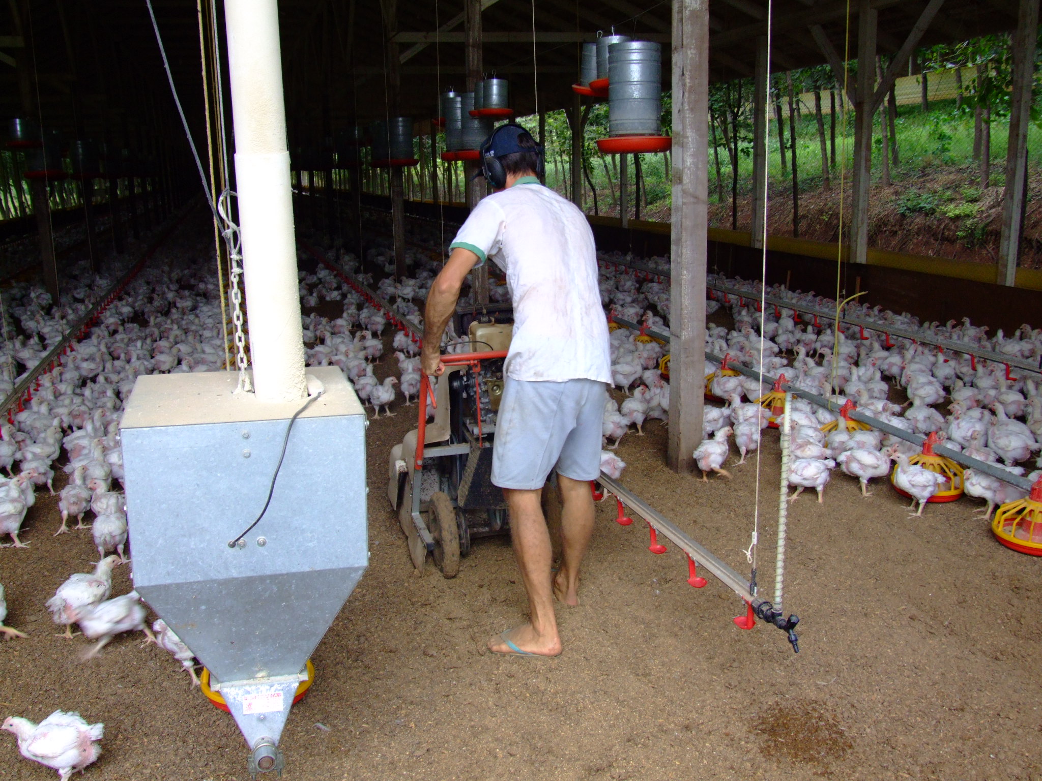 Setor de produção de frango sustenta cerca de 130 mil famílias no país, de acordo com a CNA