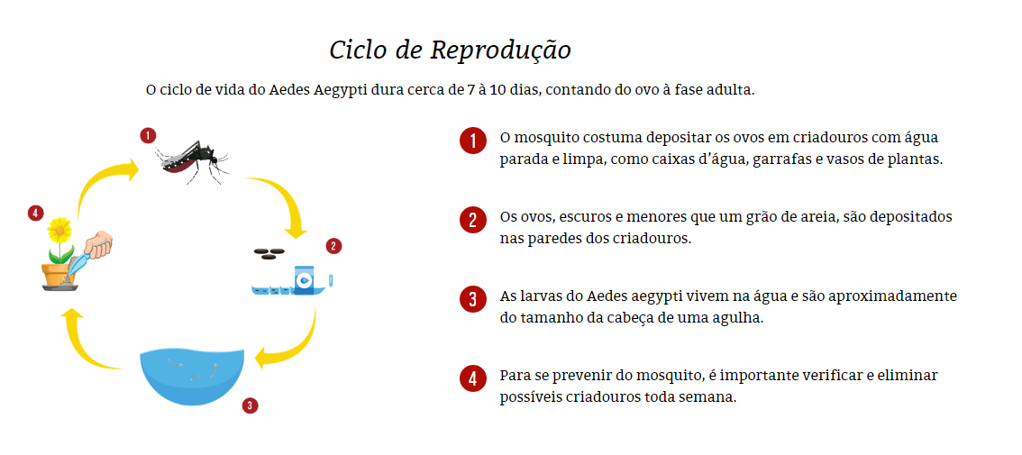 Entenda o ciclo de vida do mosquito