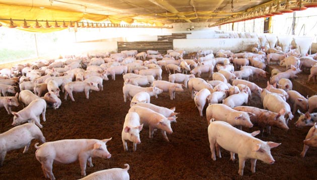 Produção de carne suína passou dos 3,7 milhões em 2017 / Créditos: Reprodução Produção de carne suína passou dos 3,7 milhões em 2017