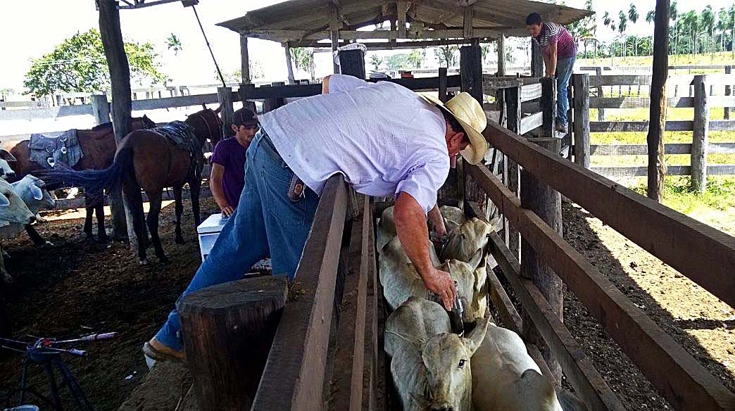 Agropecuária é um dos setores que mais gerou emprego no Piauí