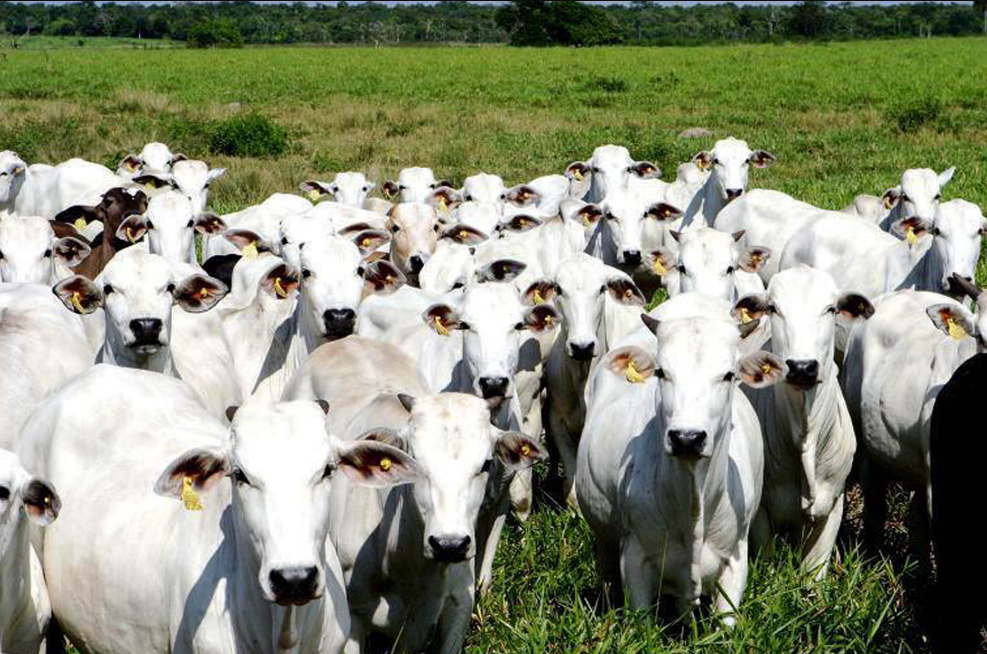 Projeto quer proibir embarque de animais nos portos do estado
