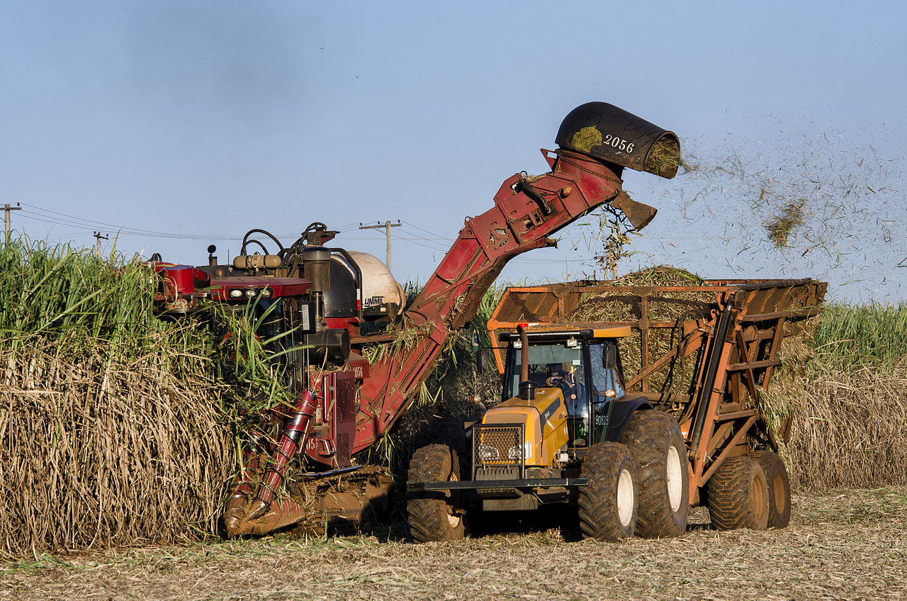 Queda na produção da cana pode chegar até a 12%