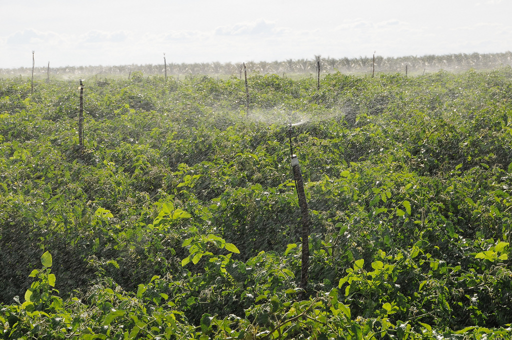 Em épocas de estiagem, produtores agrícolas precisam suprir a falta de chuva com o processo de irrigação, que fornece água de maneira artificial para as plantações