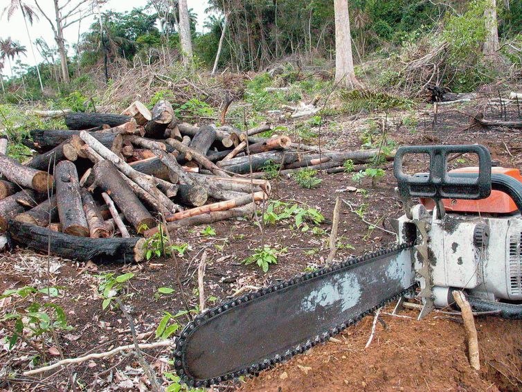 Meio Ambiente - Foto: Arquivo/EBC Morte de Ambientalistas
