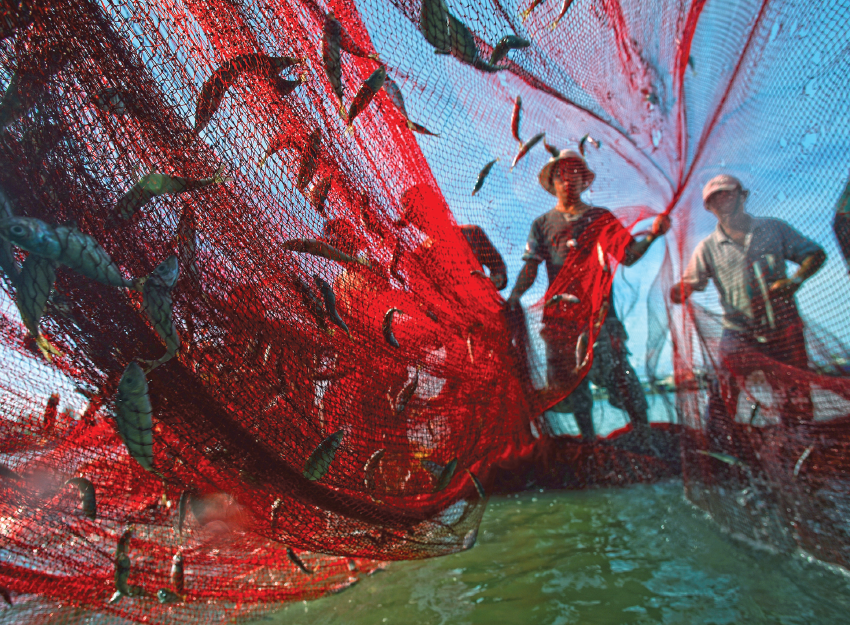 Pesca no Brasil