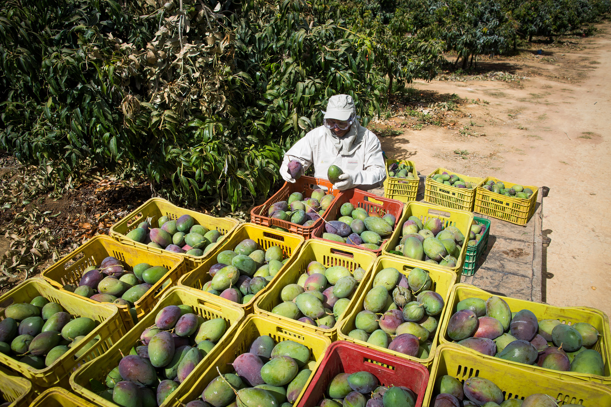 Produtores de frutas deverão se adequar a rastreabilidade / Créditos: Wenderson_Araujo_CNA Produtores de frutas deverão se adequar a rastreabilidade
