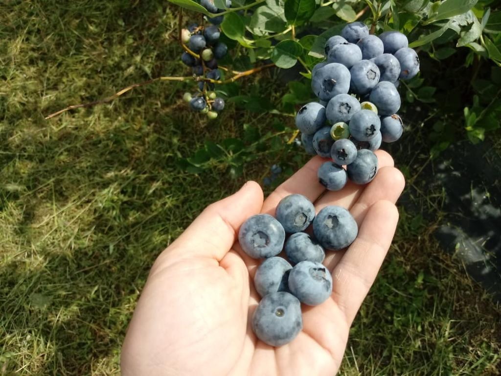 SAIBA COMO CULTIVAR MIRTILO (BLUEBERRY) EM SEU APARTAMENTO OU SUA CASA ...