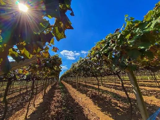 Rotas do Vinho: Bandeirantes