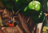 Rose Fernandes, Cocos e pássaros - – Óleo sobre Tela. Coleção Fauna e Flora brasileira. Assinado: C.I.E