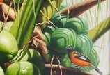 Rose Fernandes, Cocos e pássaros - – Óleo sobre Tela. Coleção Fauna e Flora brasileira. Assinado: C.I.E