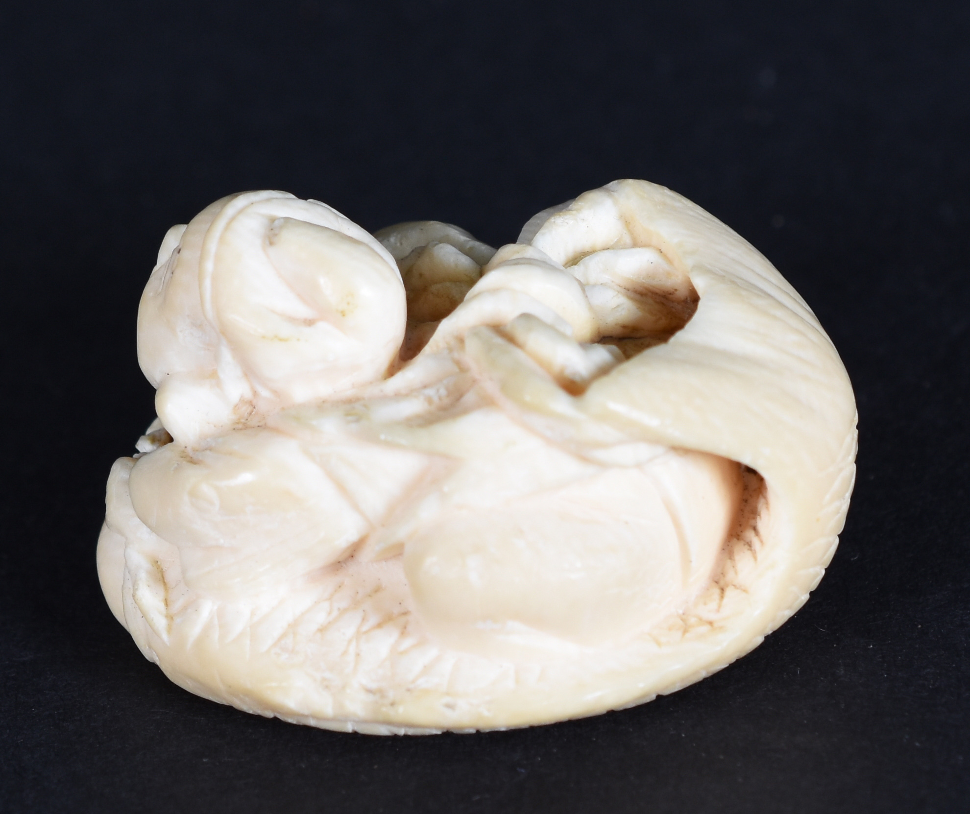 Netsuke de marfim. - foto 2 de 3