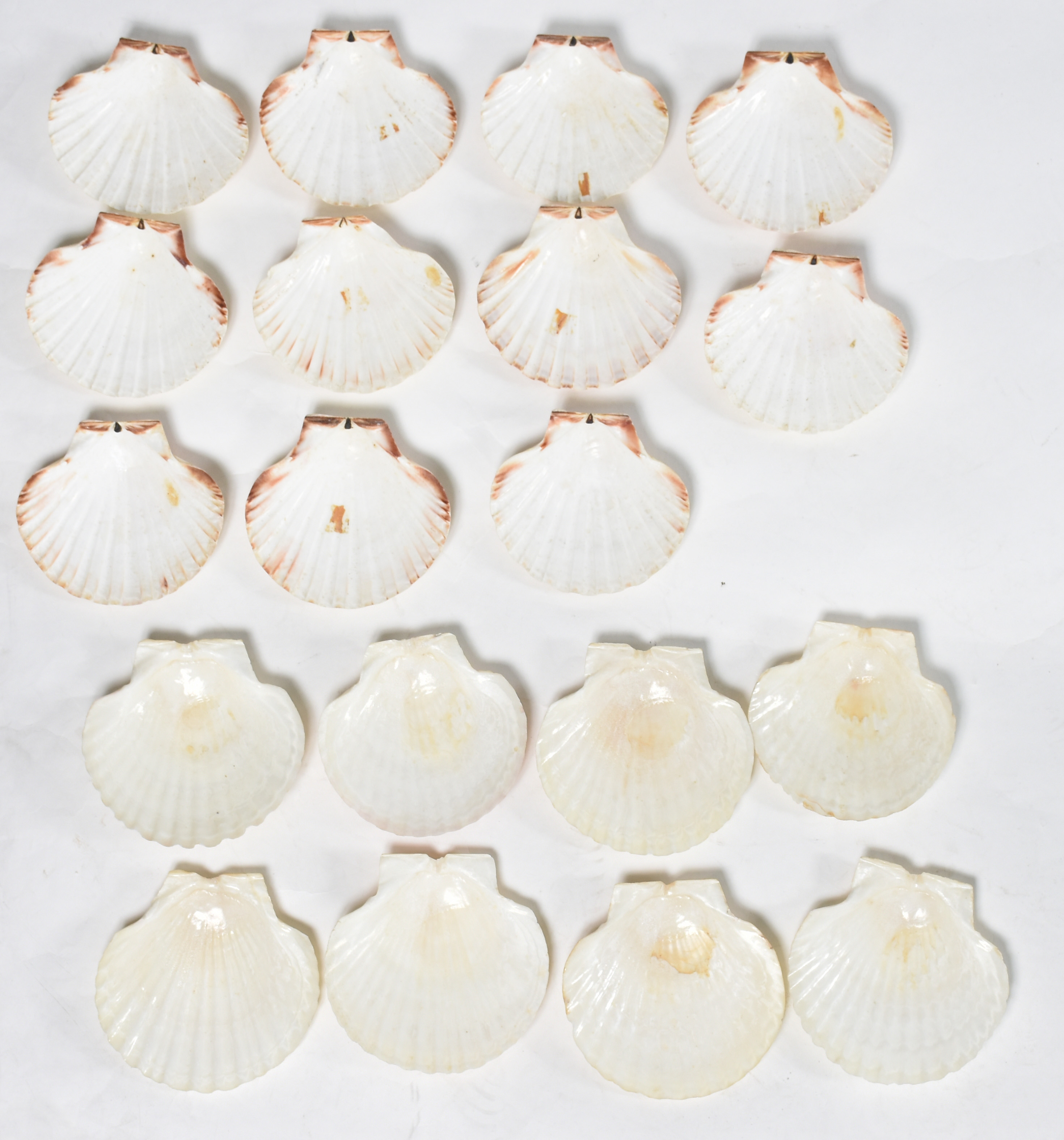 Dezenove conchas para coquille Saint Jacques ou casquinha de siri. - foto 1 de 2
