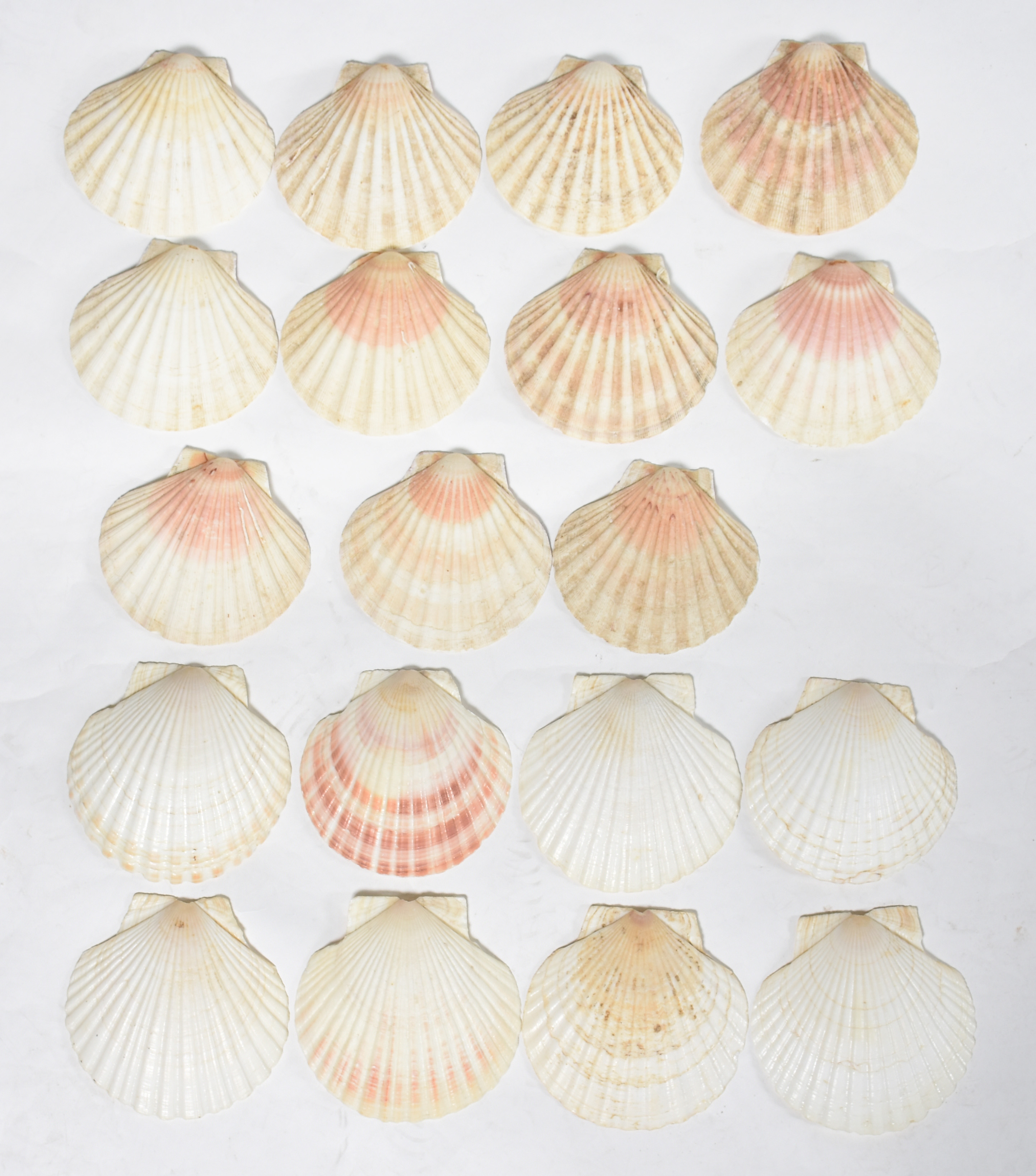 Dezenove conchas para coquille Saint Jacques ou casquinha de siri. - foto 2 de 2