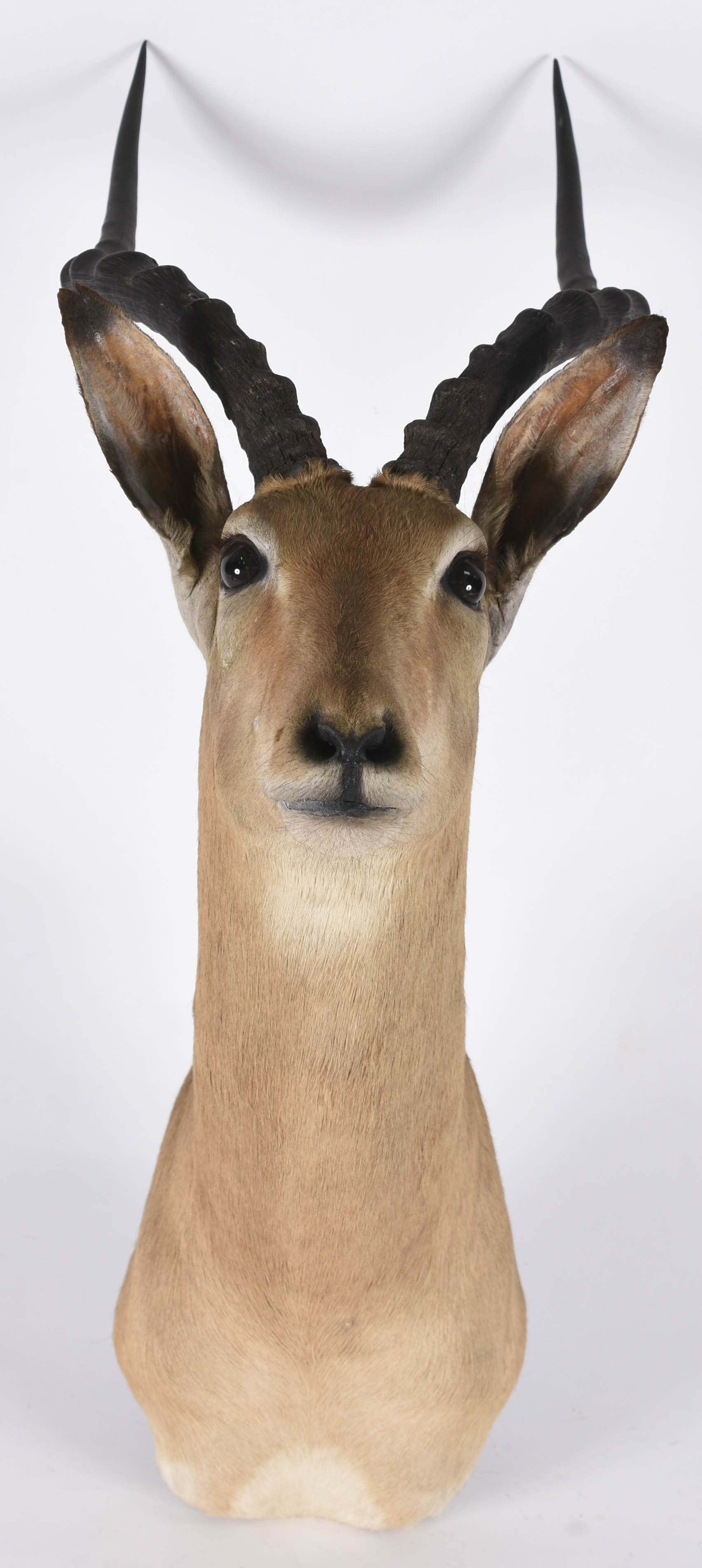Cabeça de Impala (África). - foto 1 de 4