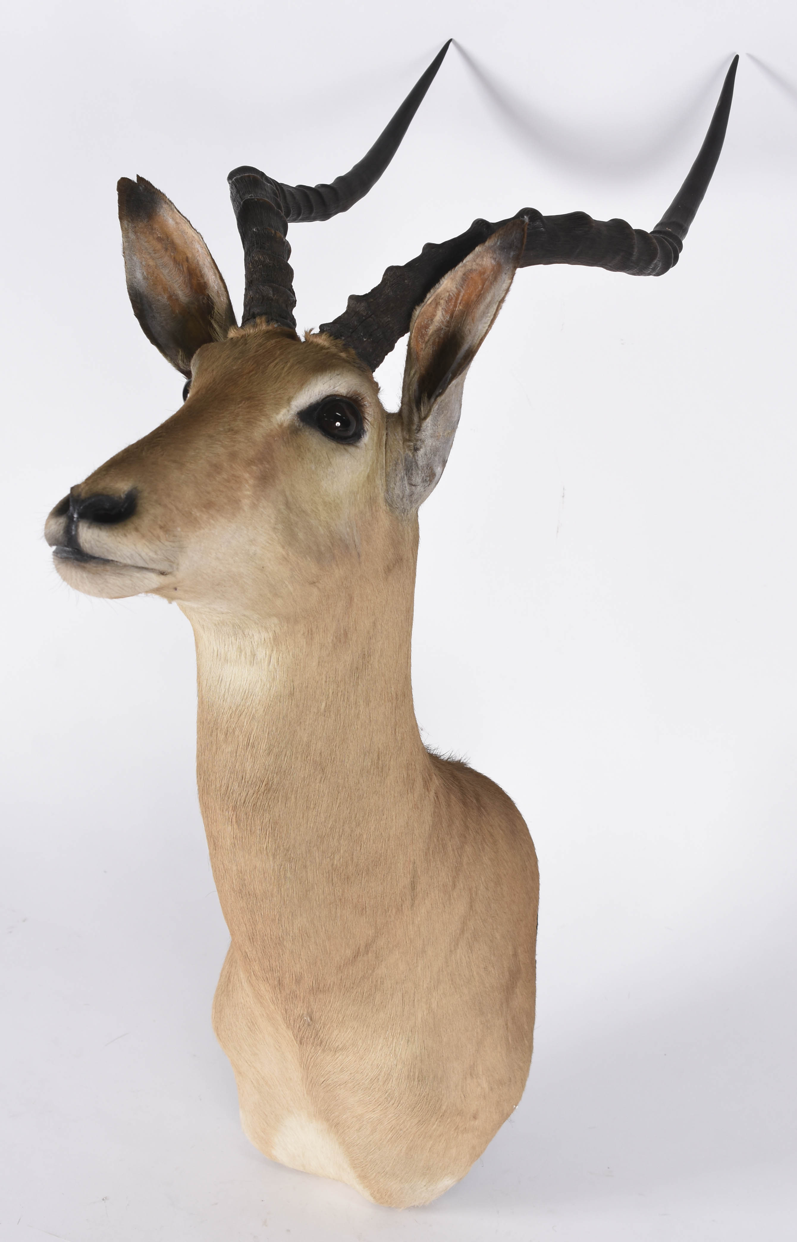 Cabeça de Impala (África). - foto 2 de 4