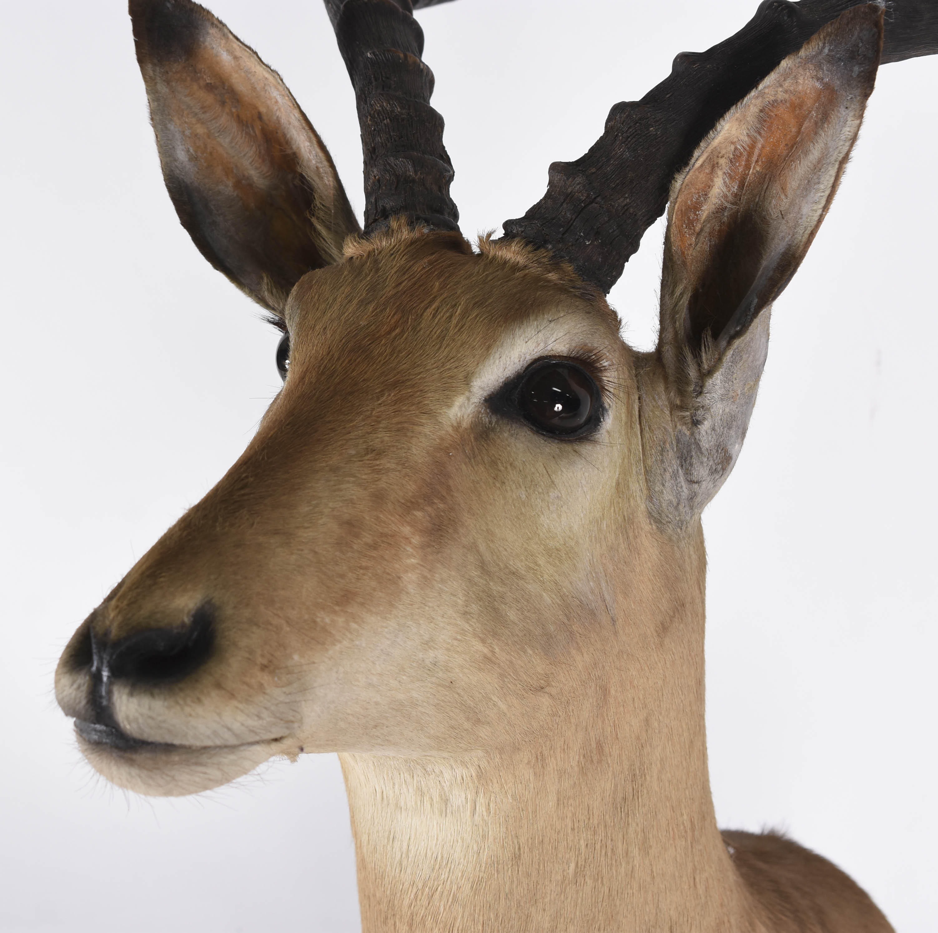 Cabeça de Impala (África). - foto 3 de 4
