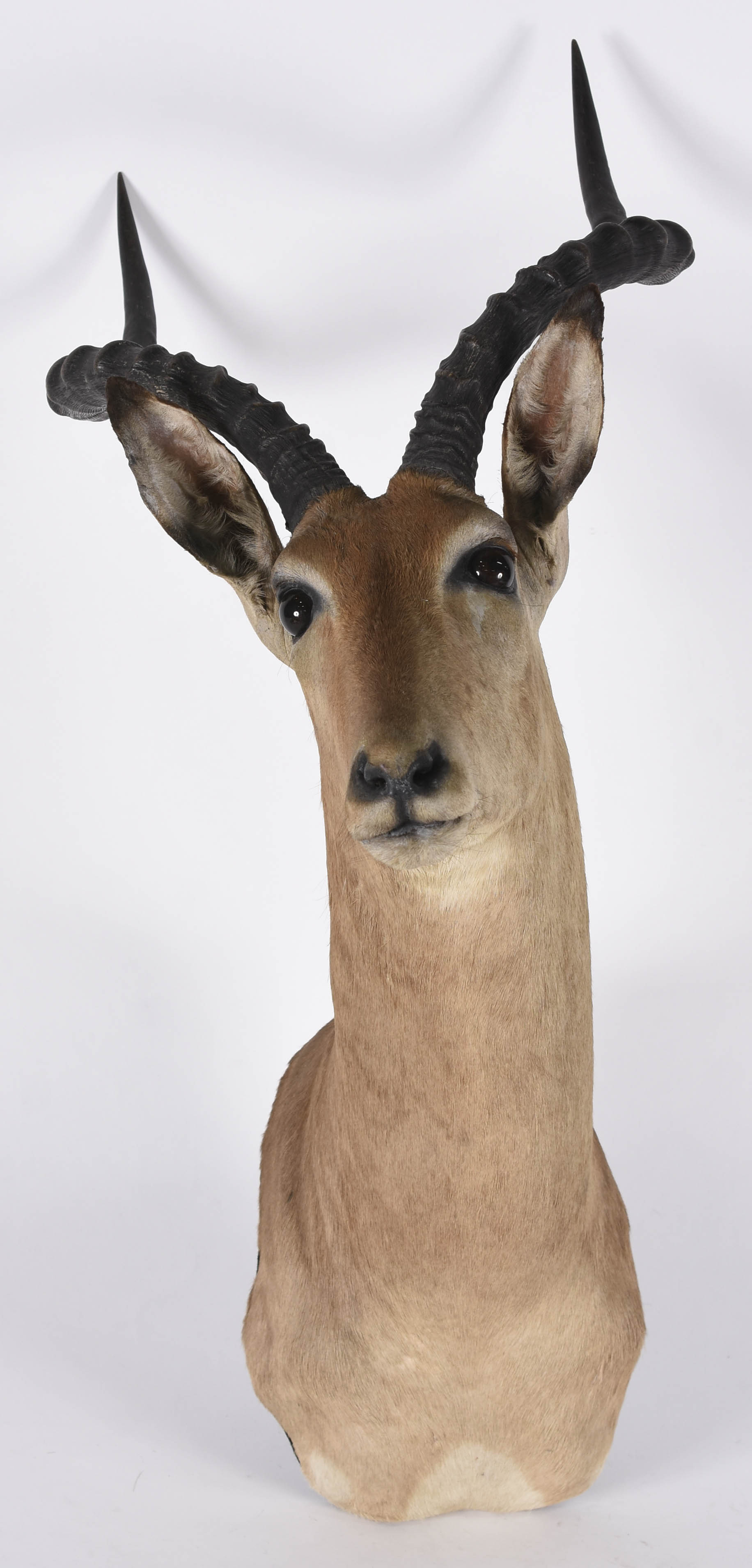 Cabeça de Impala Africana, medida do chifre 41 cm. - foto 1 de 4