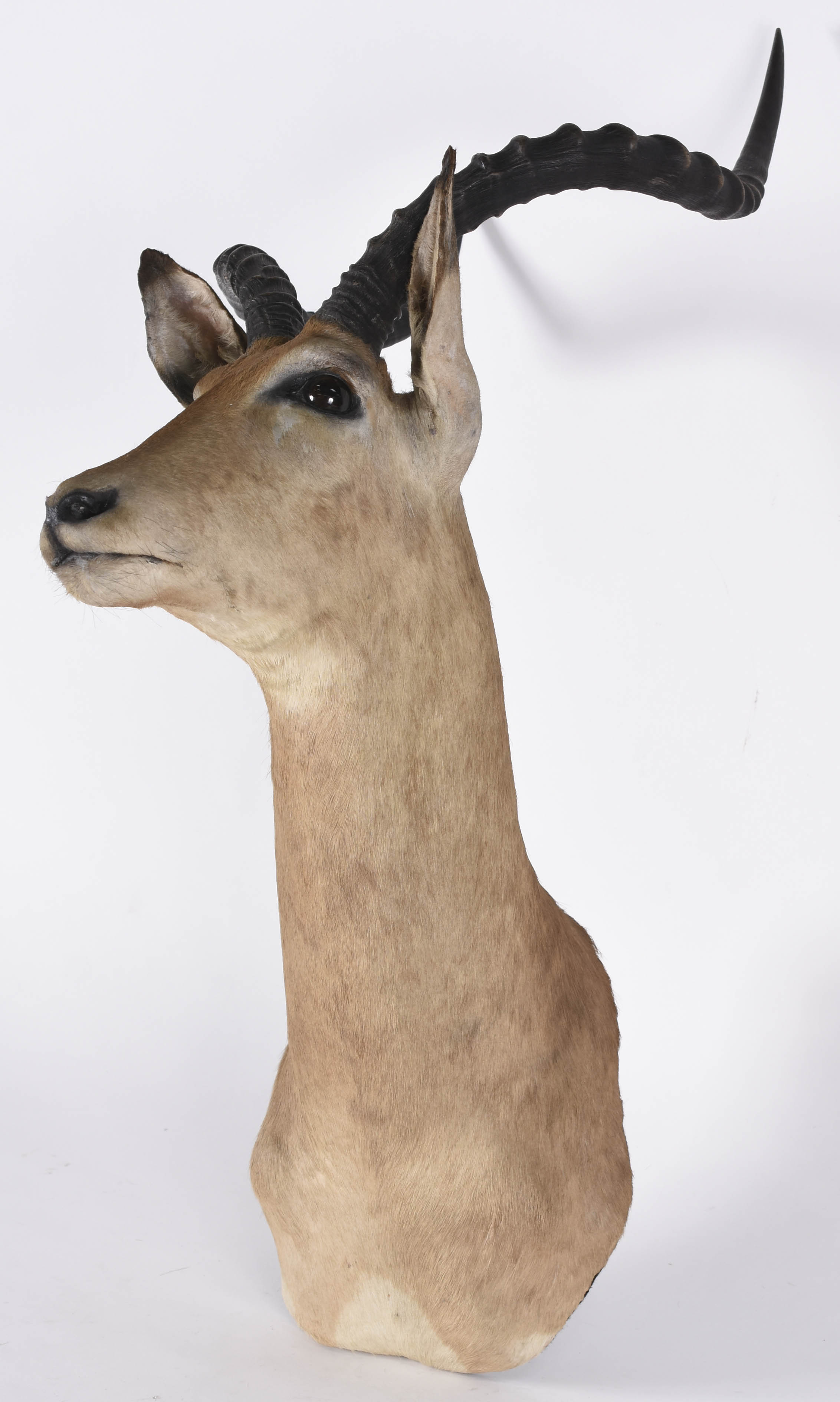 Cabeça de Impala Africana, medida do chifre 41 cm. - foto 2 de 4