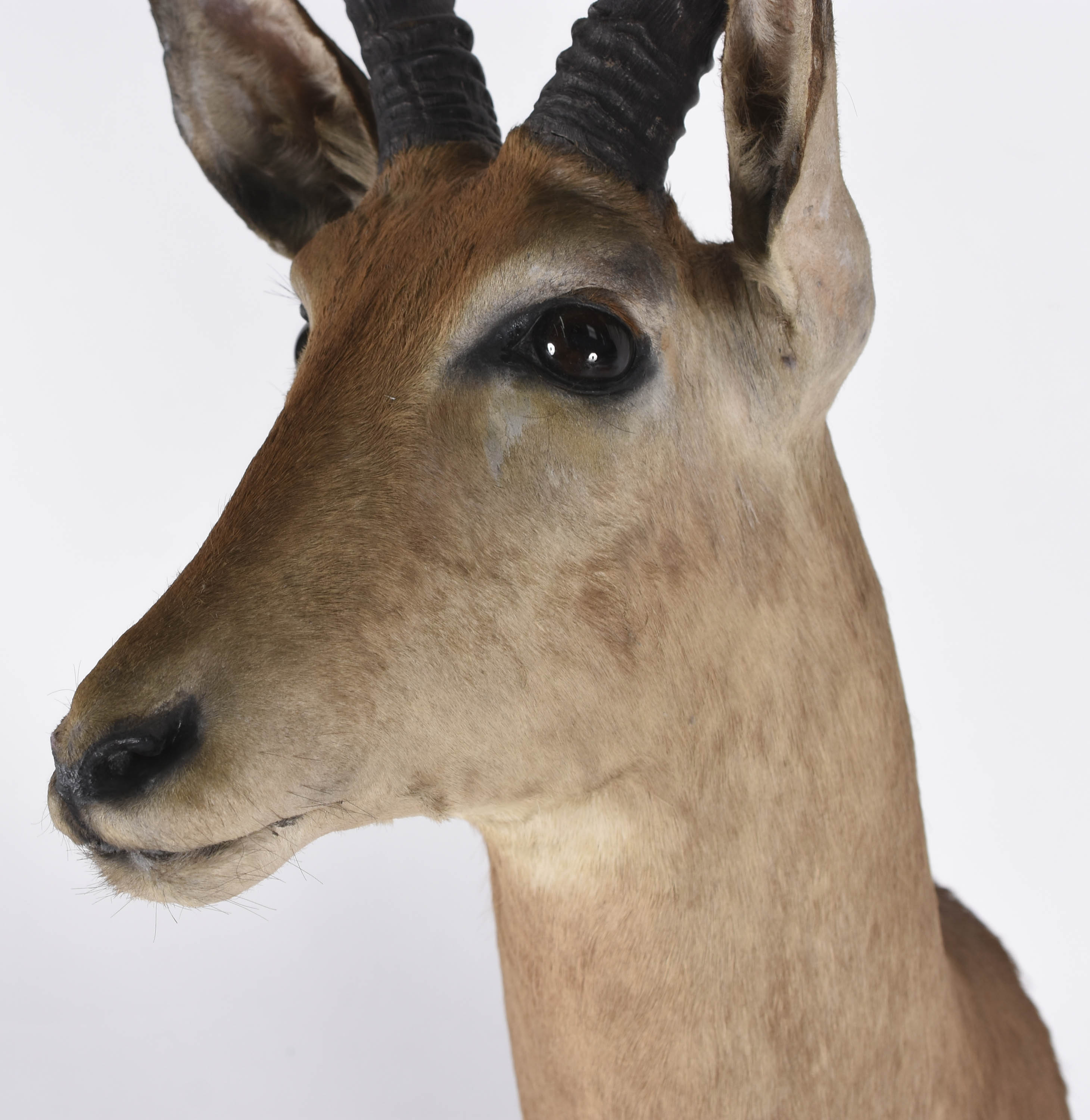 Cabeça de Impala Africana, medida do chifre 41 cm. - foto 3 de 4