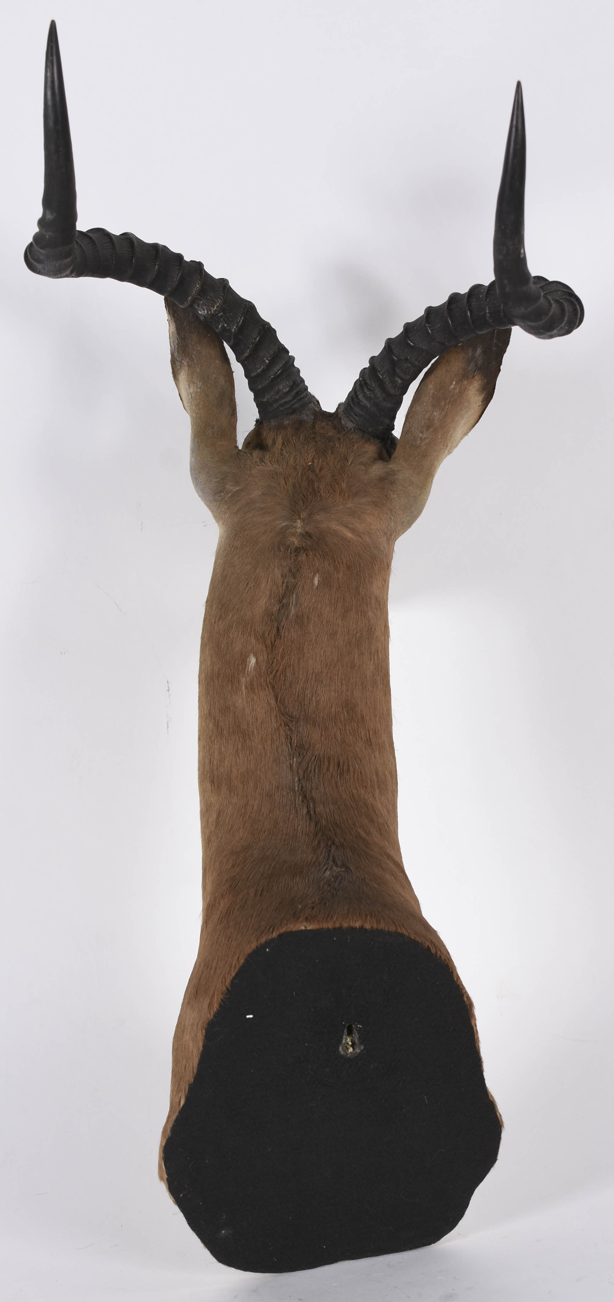 Cabeça de Impala Africana, medida do chifre 41 cm. - foto 4 de 4